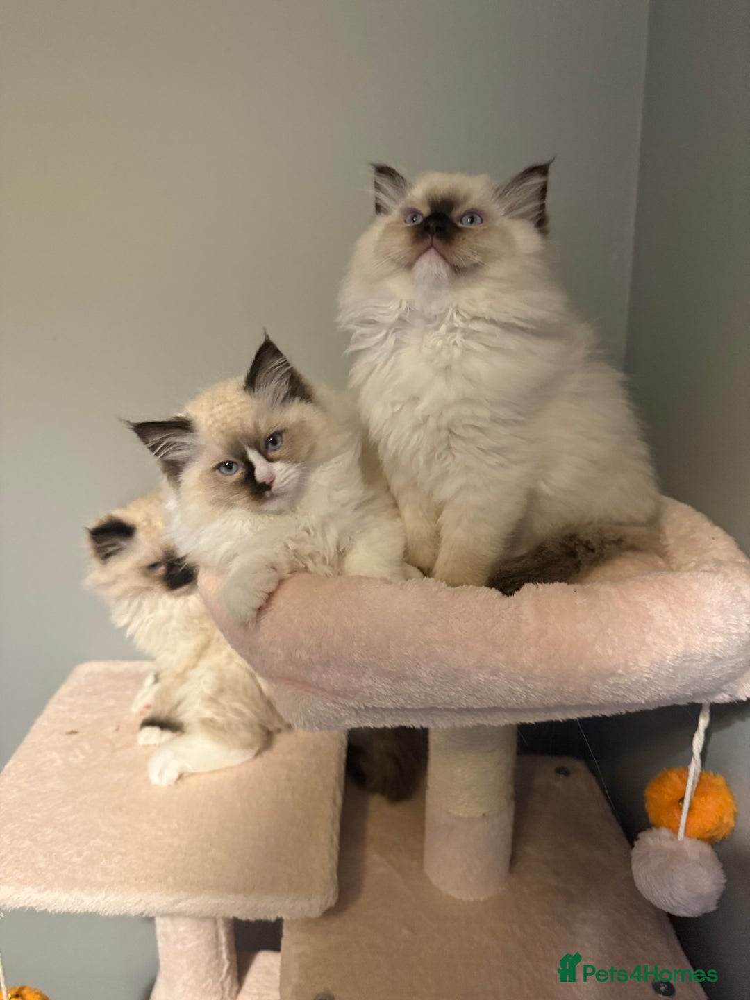 Ragdoll cats for sale: 3 musketeers😍 - Image 1