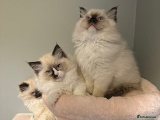 Ragdoll cats for sale - Advert 2