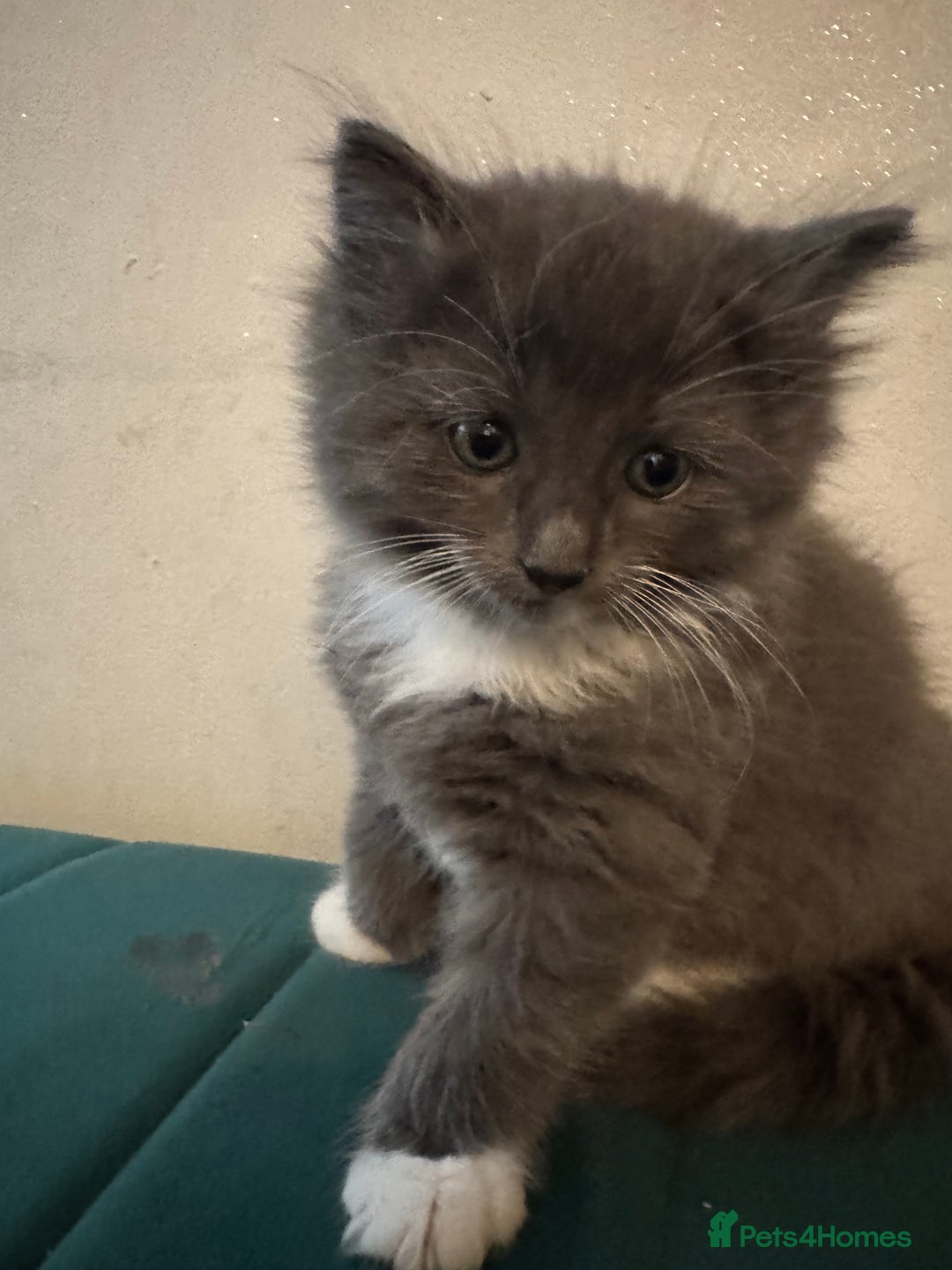 Ragdoll cats for sale: Beautiful ragdolls for sale  - Image 8