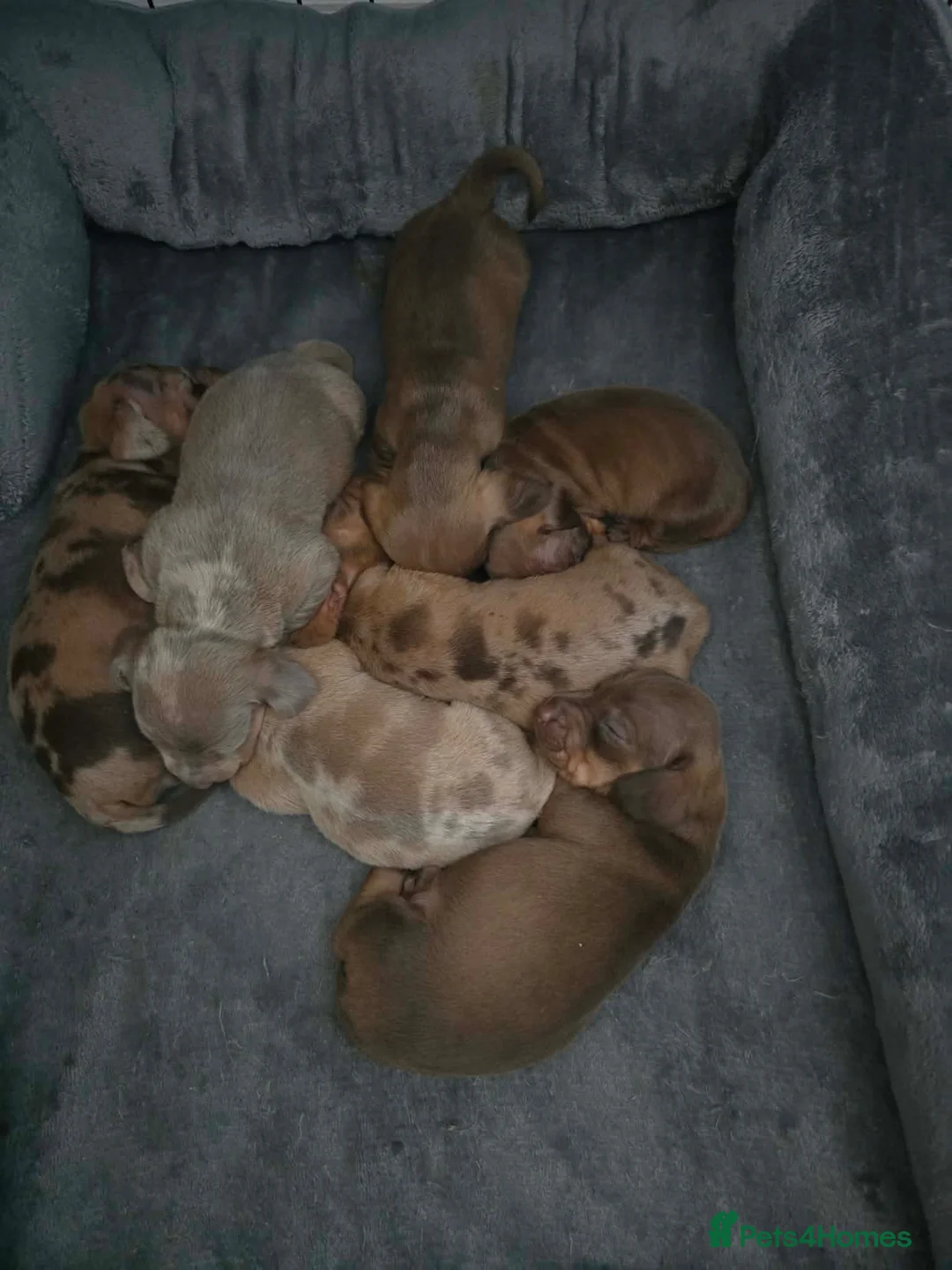 Dachshund dogs for sale: Dachshund puppies  in Birkenhead - Advert 4