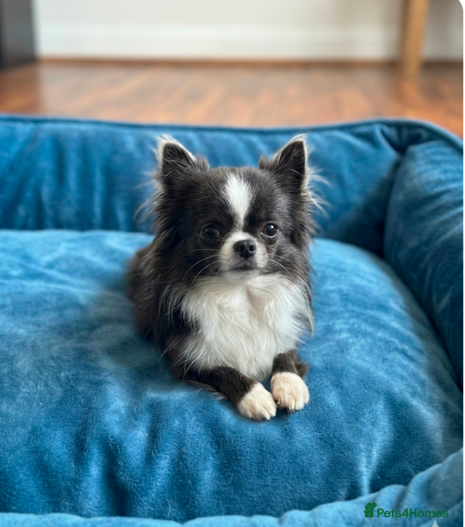 Chihuahua dogs Lilac and blue KC reg Long Coat Chihuahua Puppies - Advert 2