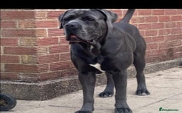 Cane Corso dogs for sale: Zeus - Cane Corso Male - Image 2