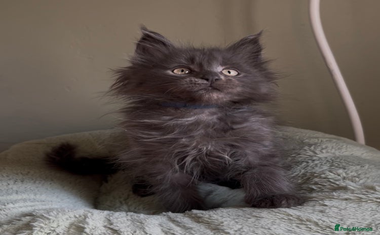 Maine Coon cats Pedigree Maine coon kittens READY NOW - Advert 6