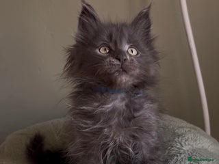 Maine Coon cats Pedigree Maine coon kittens READY NOW - Advert 6