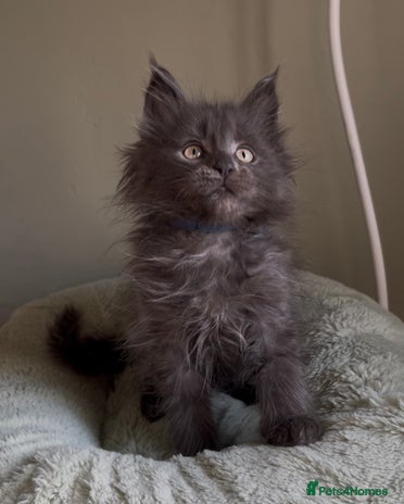 Maine Coon cats Pedigree Maine coon kittens READY NOW - Advert 13