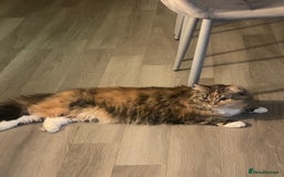 Ragdoll cats for sale: 6 year old ragdoll X female cat  - Image 1