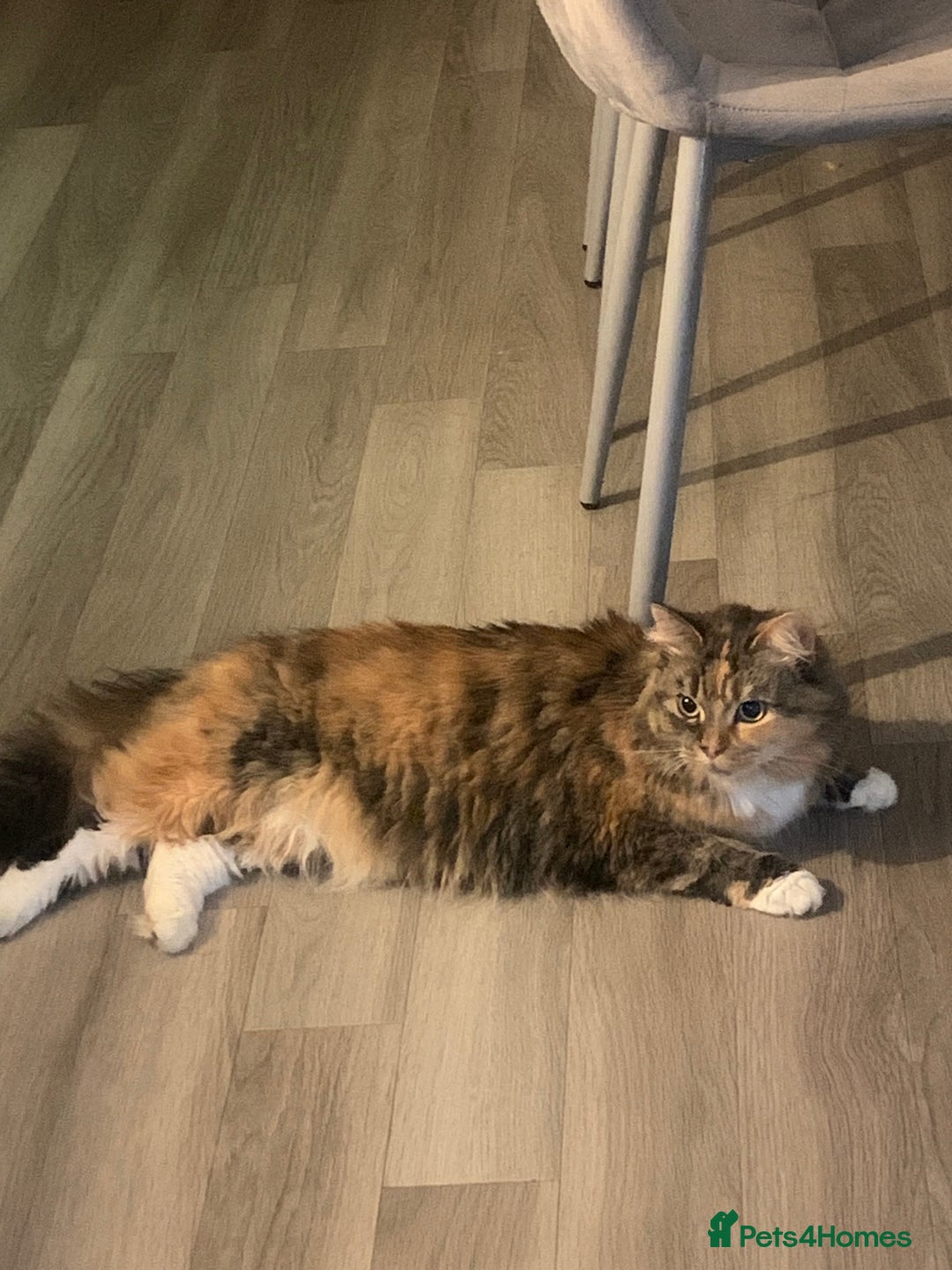 Ragdoll cats for sale: 6 year old ragdoll X female cat  - Image 1