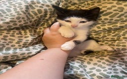 Mixed Breed cats for sale: 4 kittens free to a good home.  - Image 8