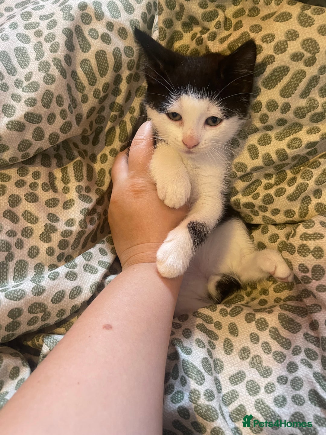 Mixed Breed cats for sale: 4 kittens free to a good home.  - Image 8