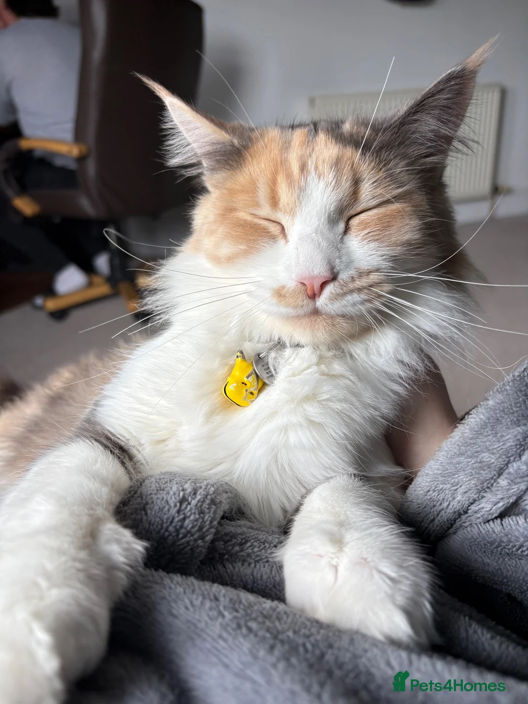 Ragdoll cats for sale: ✨Beautiful Ragdoll Kittens✨ - Advert 2