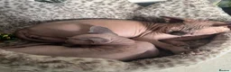 Sphynx cats for sale: Bumblebee  - Advert 5