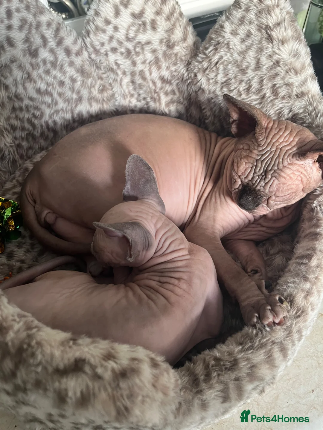 Sphynx cats for sale: Bumblebee  - Advert 5