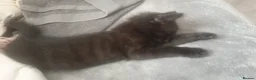 Mixed Breed cats for sale: Kittens! in Eastbourne - Advert 5