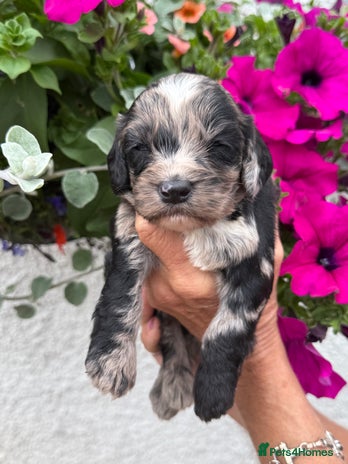 Cockapoo dogs - Advert 6