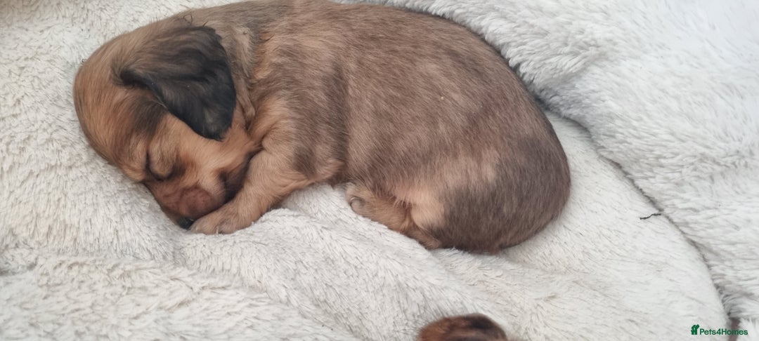 Miniature Dachshund dogs for stud: ee Cream Longhaired Miniature Dachshund for Stud in Helensburgh - Advert 14