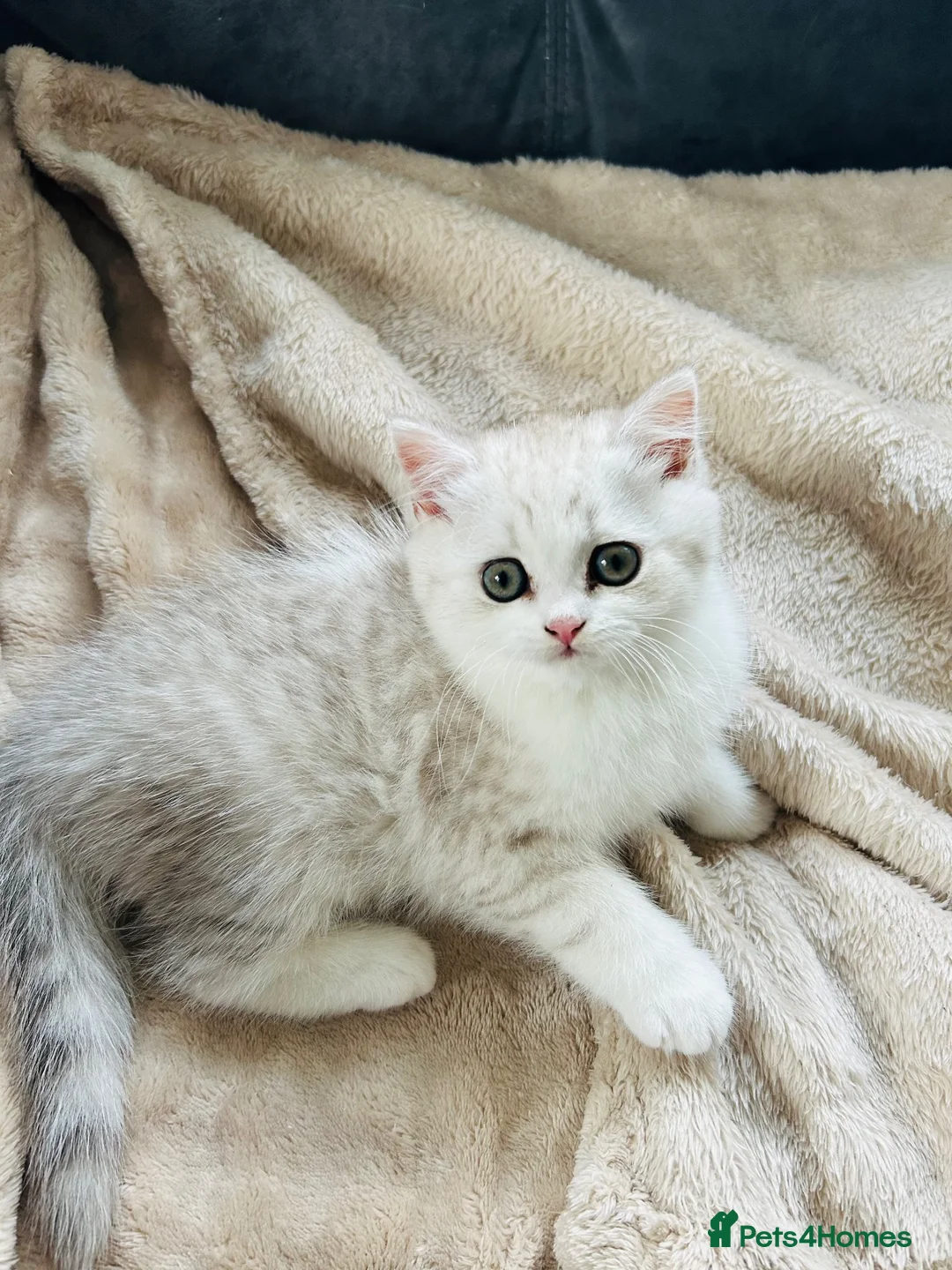 British Shorthair cats for sale: Beautiful BSH Males  - Advert 2