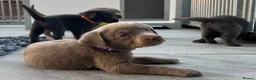 Labrador Retriever dogs for sale: ⭐Highest Health Tested Silvers & Charcoals⭐  - Advert 12