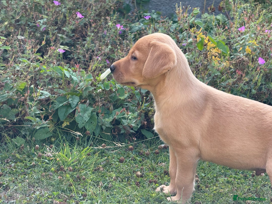 Labrador Retriever dogs for sale: Lovely KC Registered Labrador Puppies - Image 11