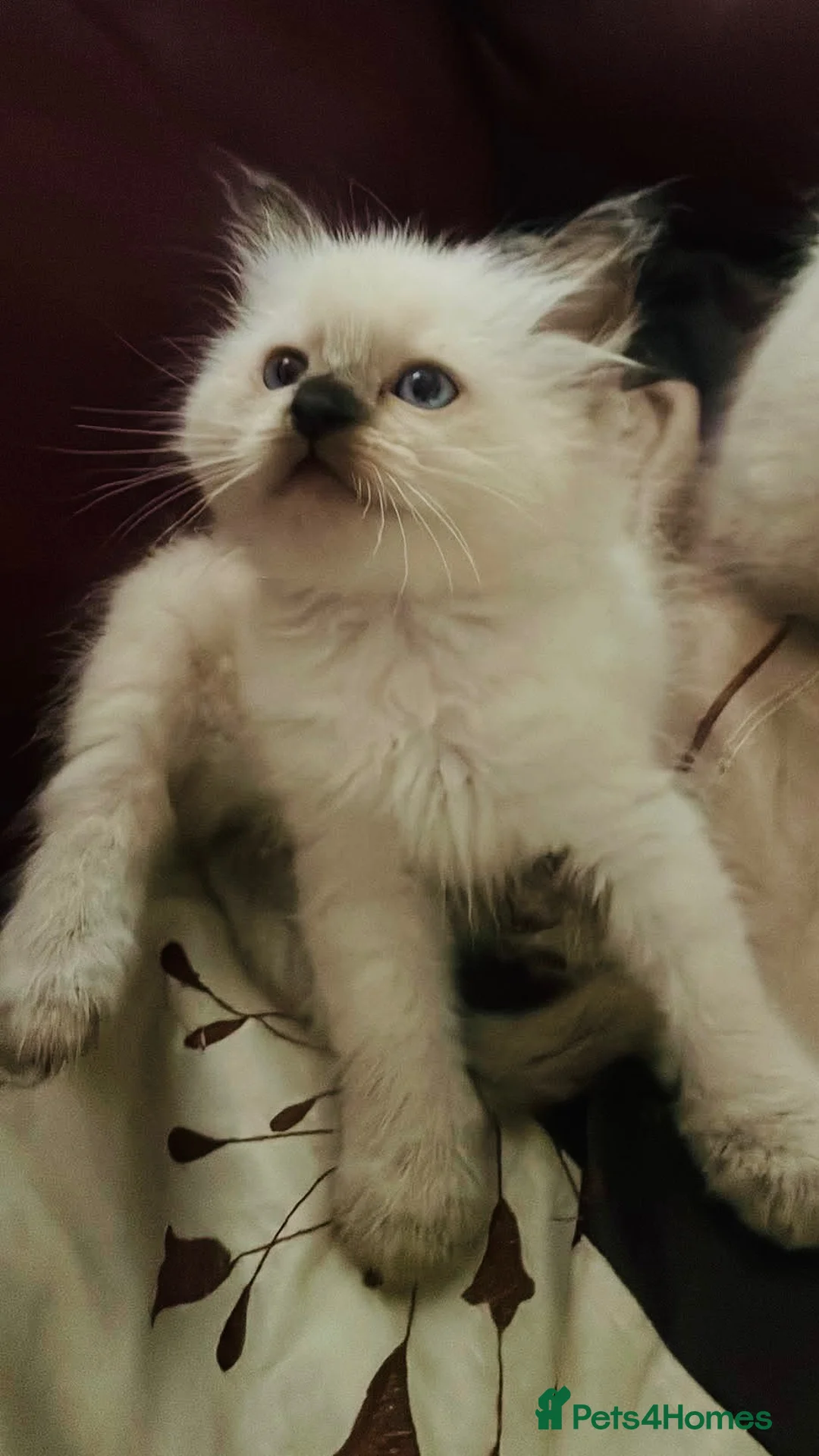 Ragdoll cats for sale: Ragdoll kittens - Advert 5