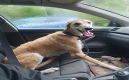 Lurcher dogs for sale: Male Lurcher in need of rehoming(saluki/greyhound) - Image 5