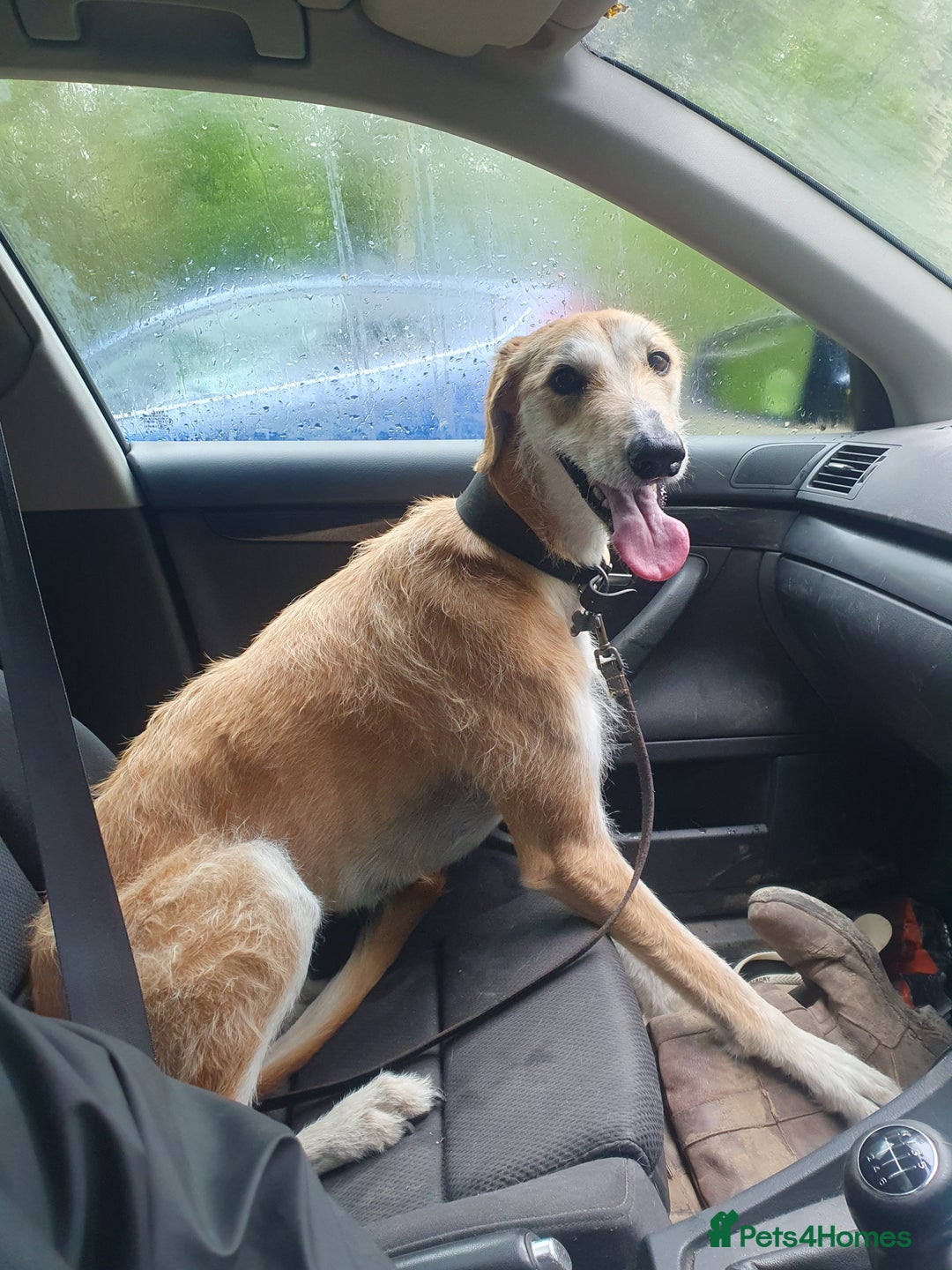 Lurcher dogs for sale: Male Lurcher in need of rehoming(saluki/greyhound) - Image 5