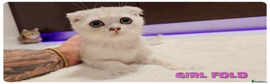 Scottish Fold Girl 