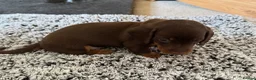 Miniature Dachshund dogs for sale: Beautiful Miniature Dachshund Puppies - Advert 6