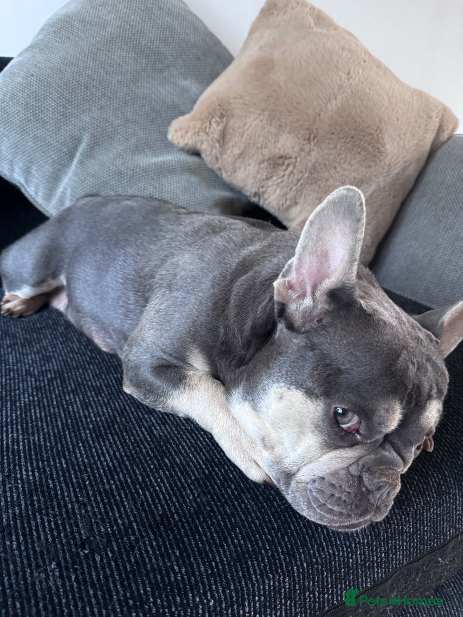 French Bulldog dogs Frenchie Puppies Ready to go now - Advert 4