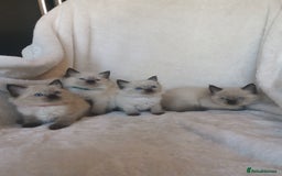 Ragdoll cats for sale: Health tested beautiful ragdoll kittens  - Image 8