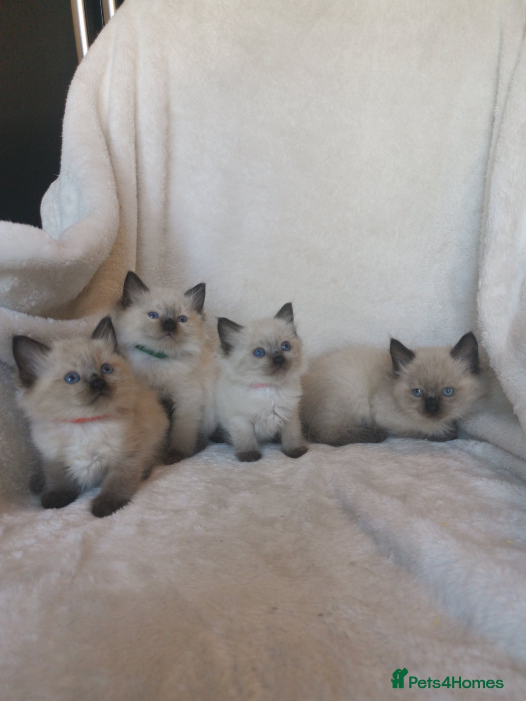 Ragdoll cats for sale: Health tested beautiful ragdoll kittens  - Image 8
