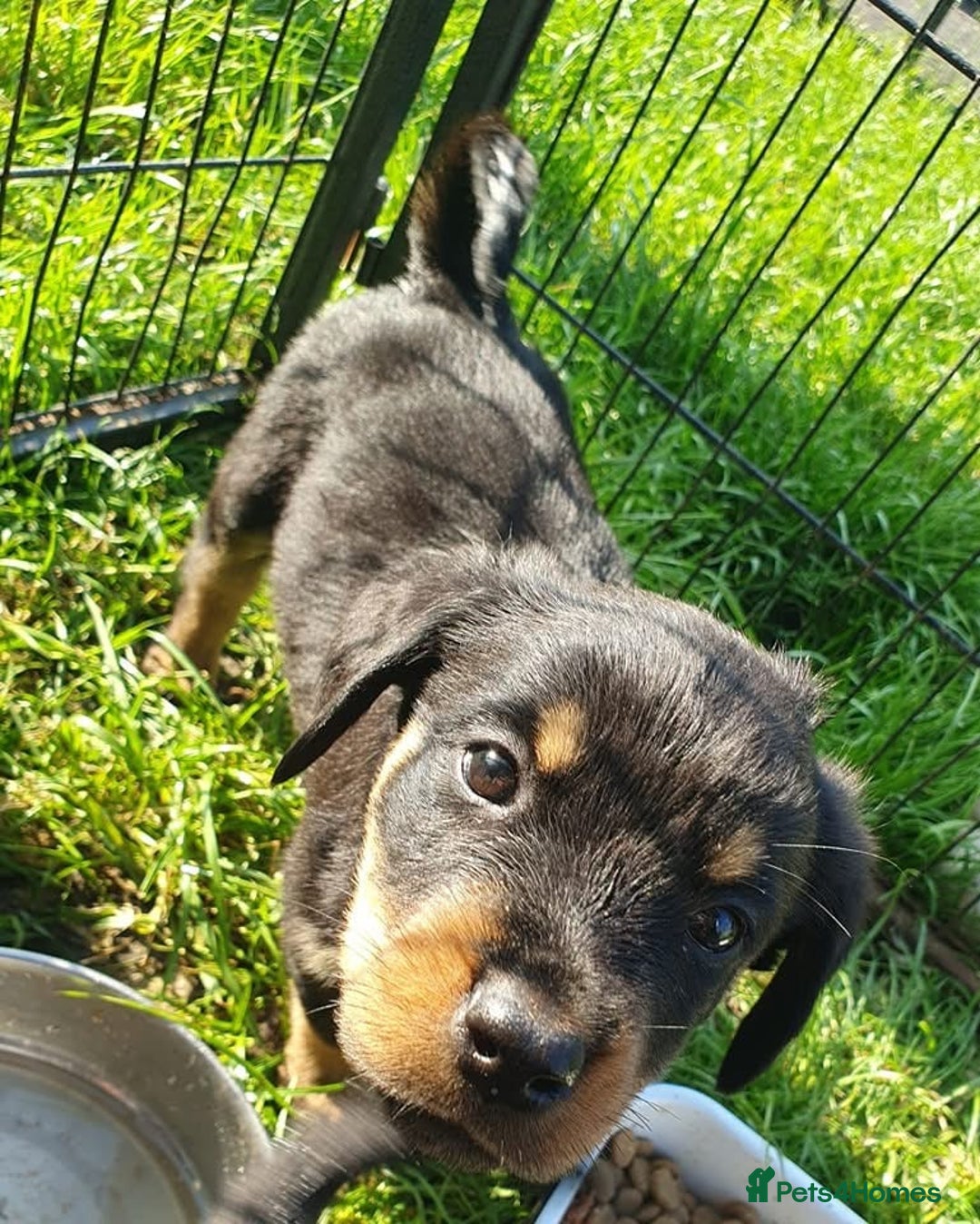 Rottweiler dogs for sale: Loving Rottweiler Puppies for Forever Homes - Advert 2