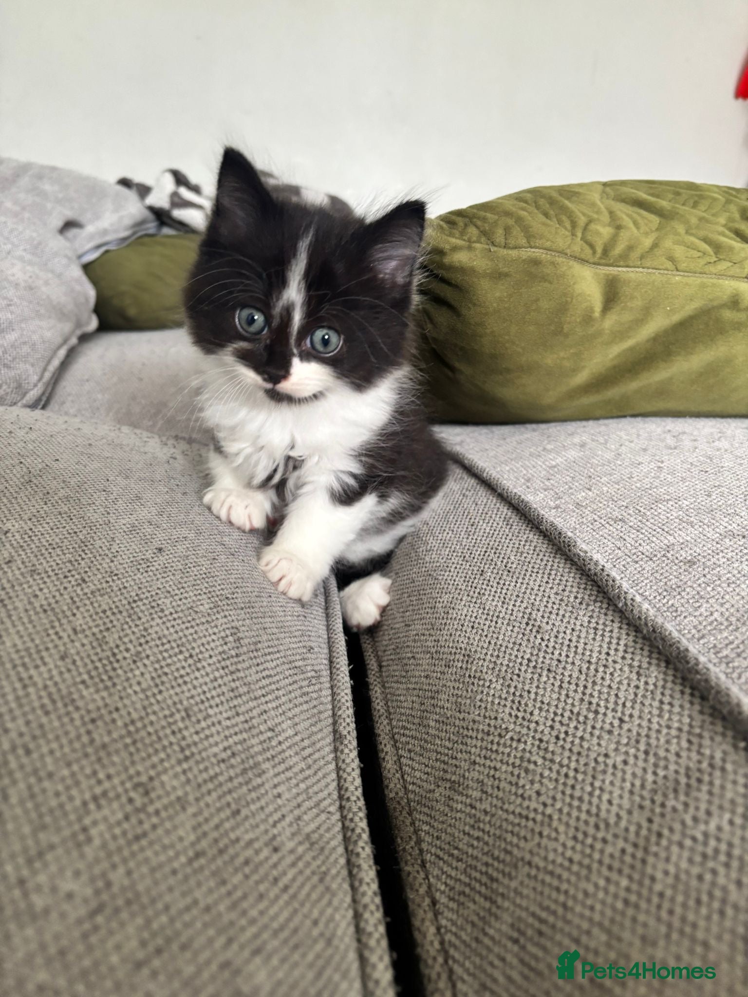 Ragdoll cats for sale: Ragdoll x Domestic Tortoiseshell Shorthair Kittens - Advert 1