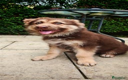 German Shepherd dogs for sale: German sheperd puppy - Image 5