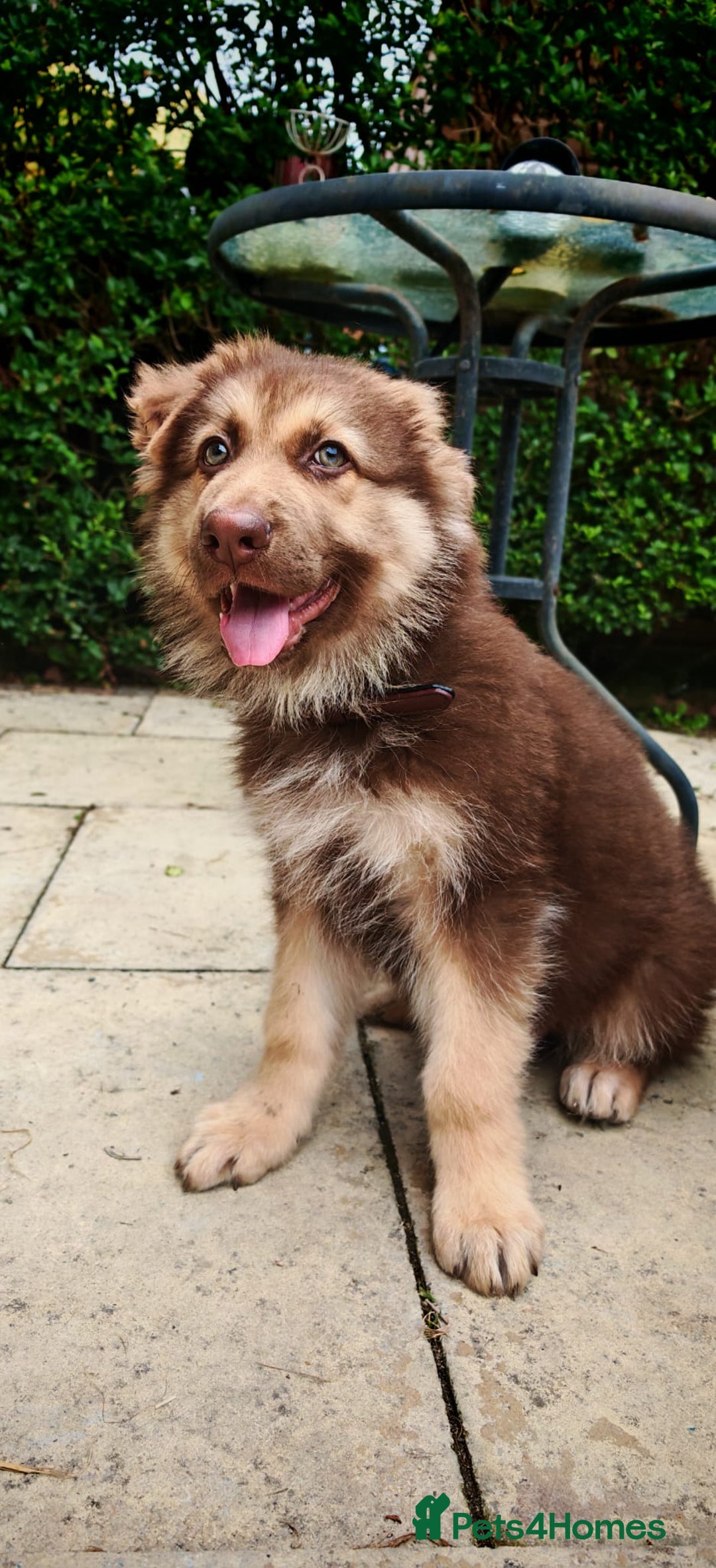 German Shepherd dogs for sale: German sheperd puppy - Image 5