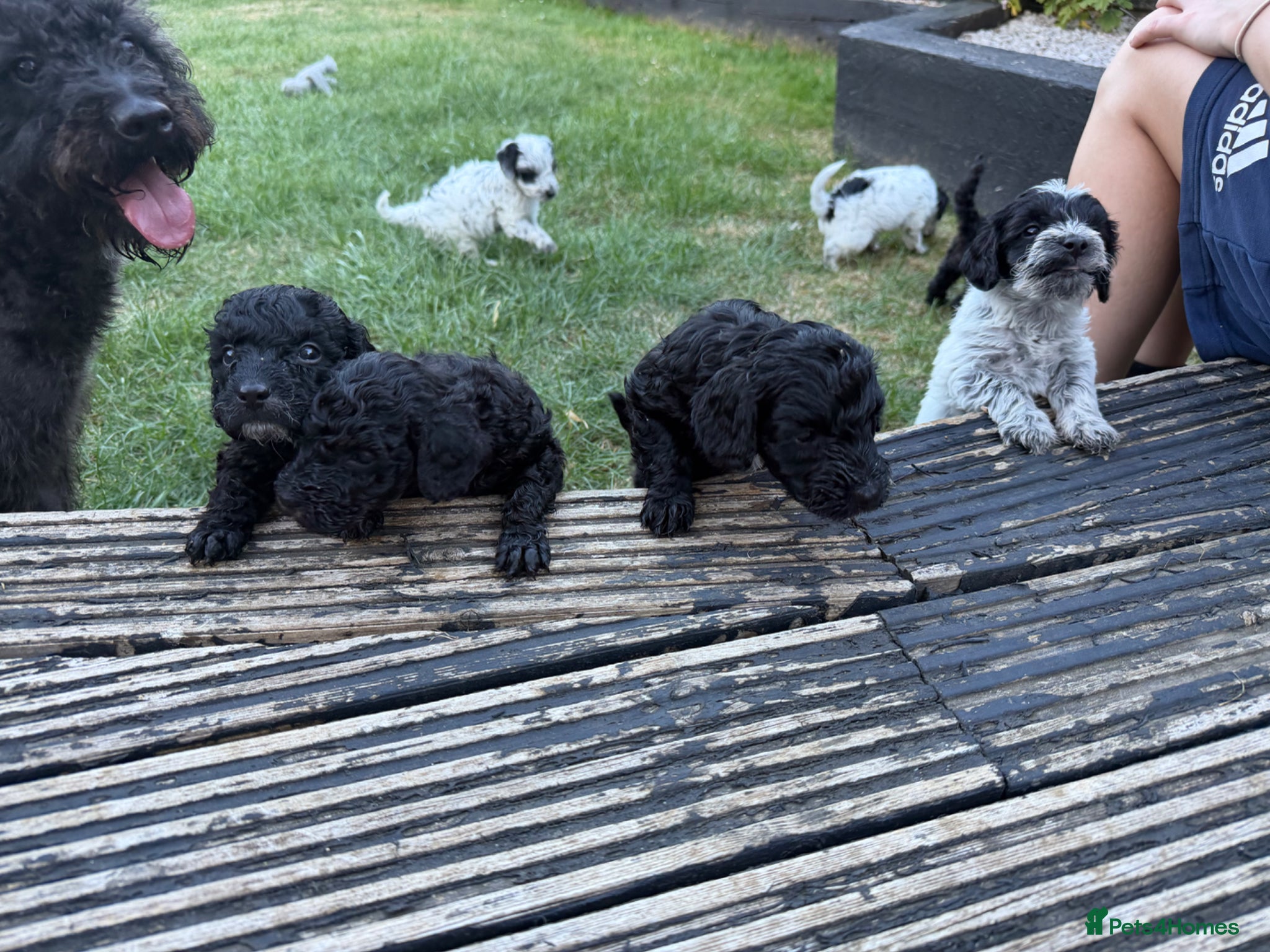 Mixed Breed dogs for sale: Jackapoo Puppies - Advert 23