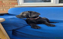 Labrador Retriever dogs for sale: 2 Adorable female Labrador Retriever  🐶🖤 - Image 4