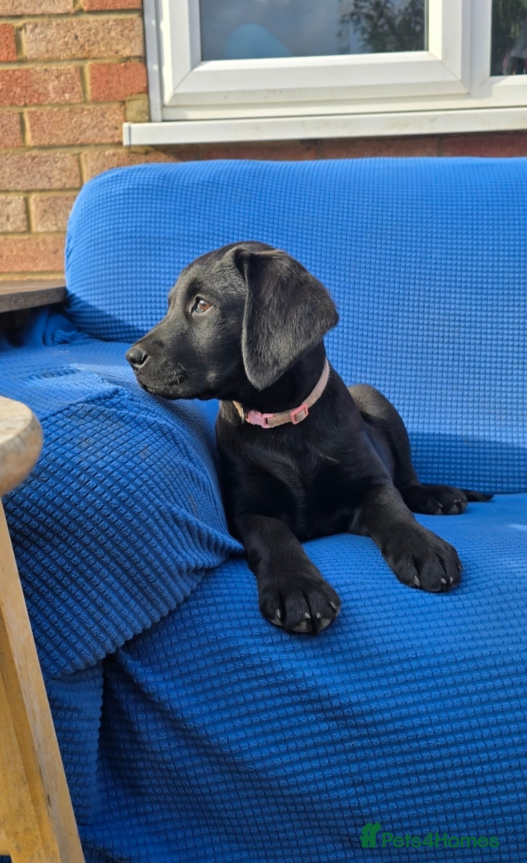 Labrador Retriever dogs for sale: 2 Adorable female Labrador Retriever  🐶🖤 - Image 4