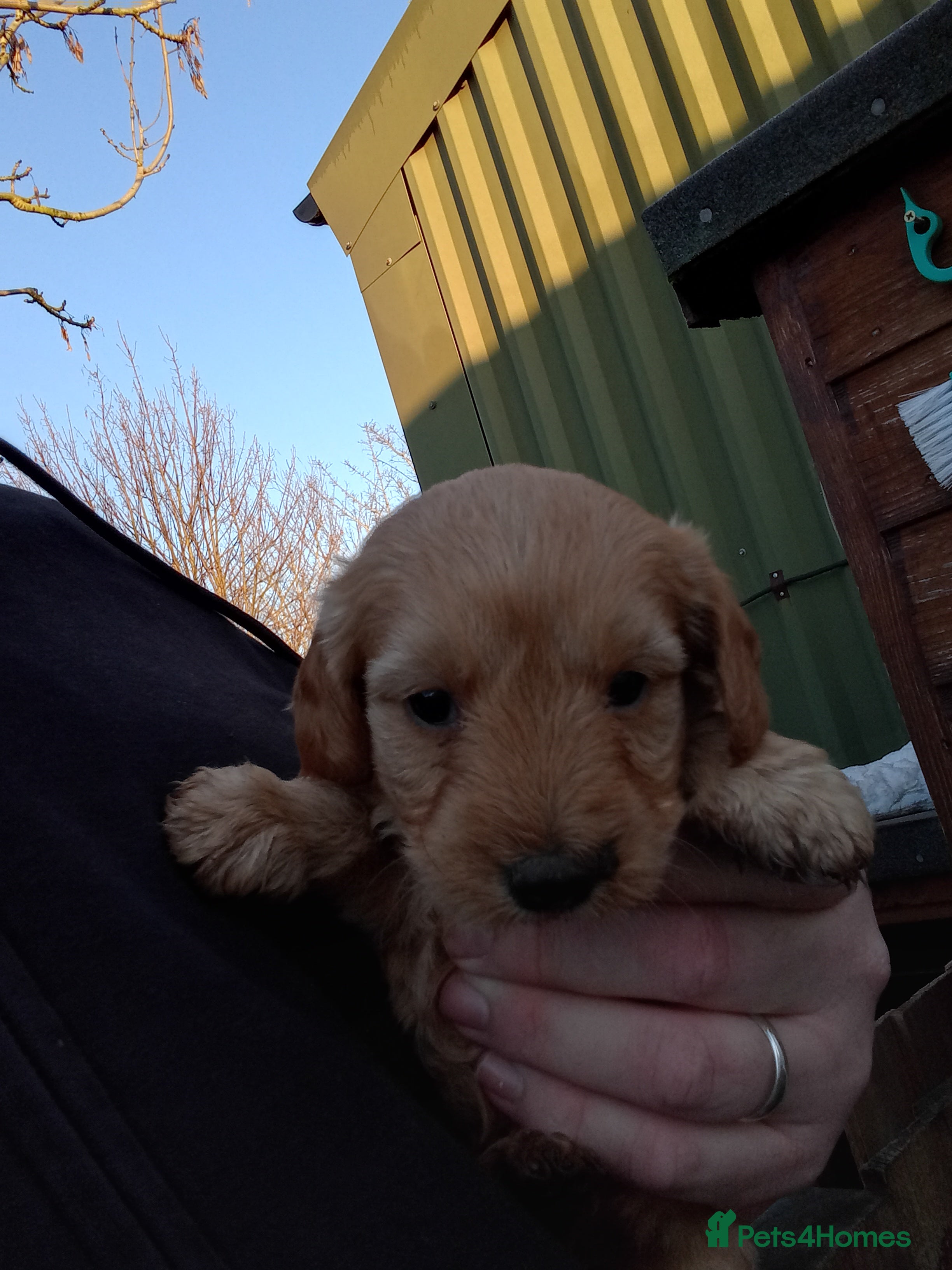 Mixed Breed dogs Labradoodles puppys F2 - Advert 8