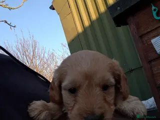Mixed Breed dogs Labradoodles puppys F2 - Advert 8