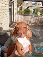 Miniature Dachshund dogs - Advert 7