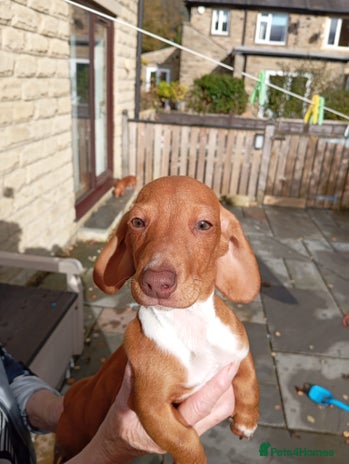 Miniature Dachshund dogs - Advert 11