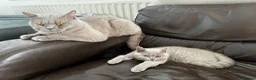 British Shorthair cats for sale: Two British shorthair boy and girl - Advert 8