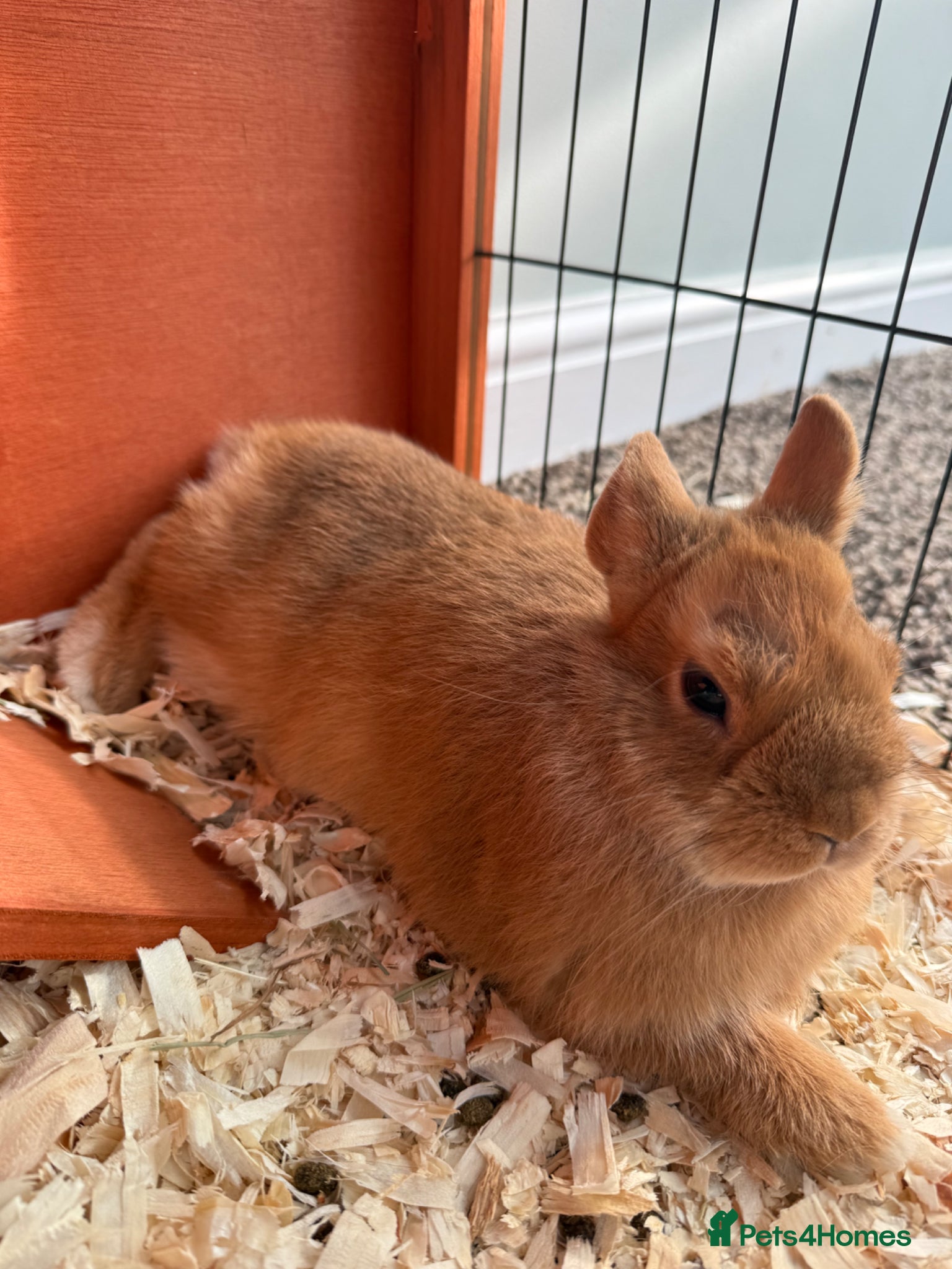 Netherland Dwarf rabbits 16wk old male Netherland Dwarf Rabbit for sale  - Advert 5