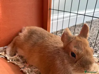 Netherland Dwarf rabbits 16wk old male Netherland Dwarf Rabbit for sale - Advert 1