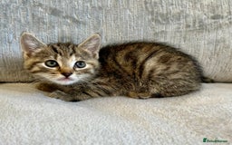 Mixed Breed cats for sale: Beautiful Tabby Kittens For Sale  - Image 6