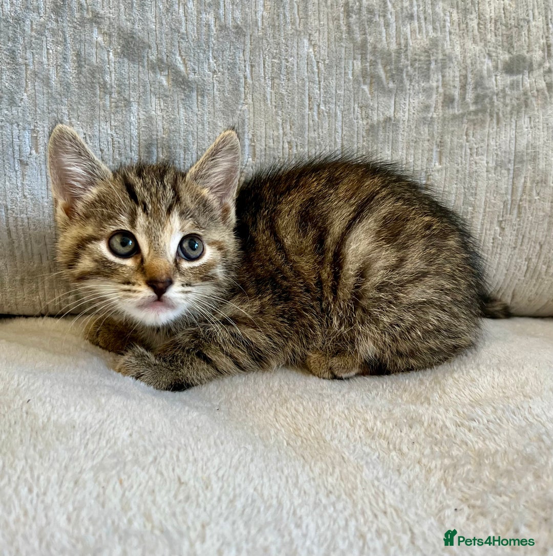 Mixed Breed cats for sale: Beautiful Tabby Kittens For Sale  - Image 6