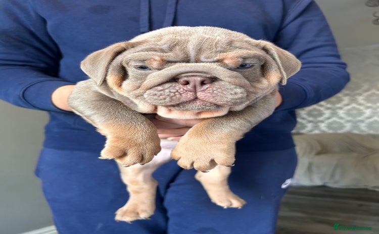 English Bulldog dogs - Advert 15