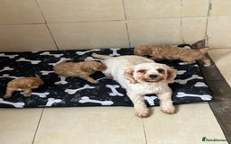 Cavapoo dogs for sale: cavapoo puppies for sale  - Image 5