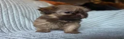 Shih Tzu dogs for sale: Chocolate Shih Tzu Puppies - Advert 8