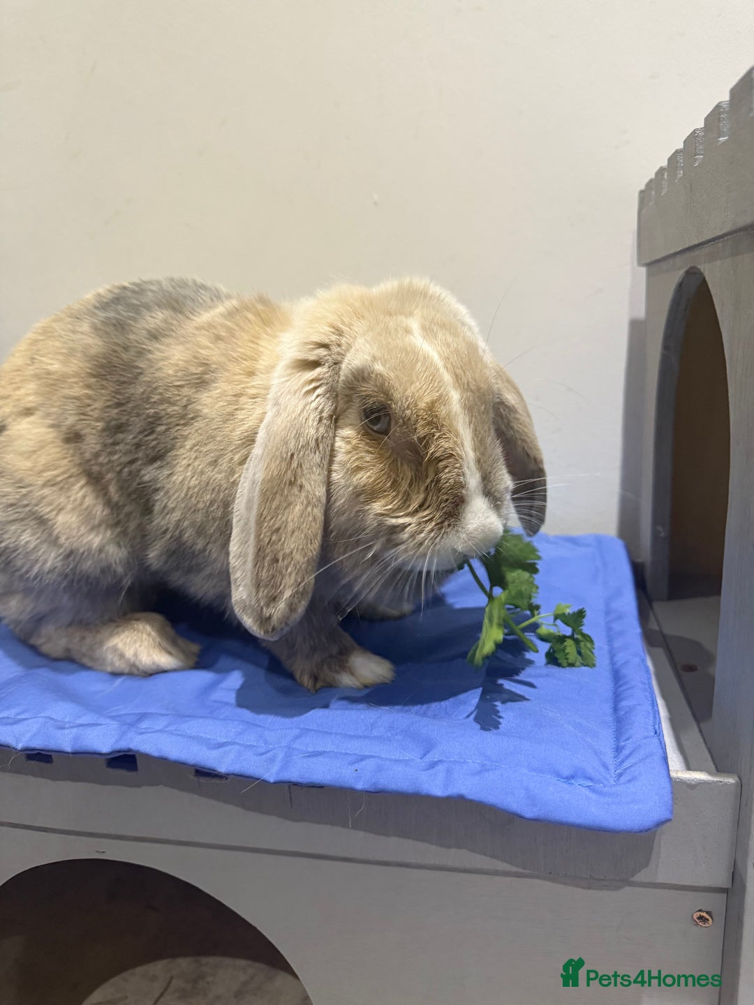 English Lop rabbits for sale: Beautiful English lop  - Image 2